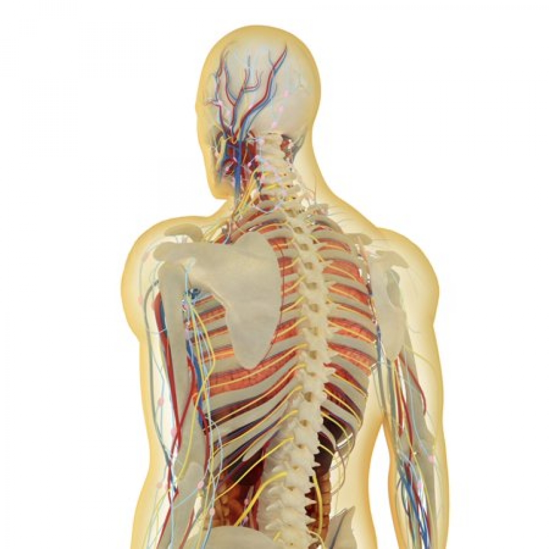 Si Kolagen, Protein Kaya Manfaat yang Berlimpah dalam Tubuh