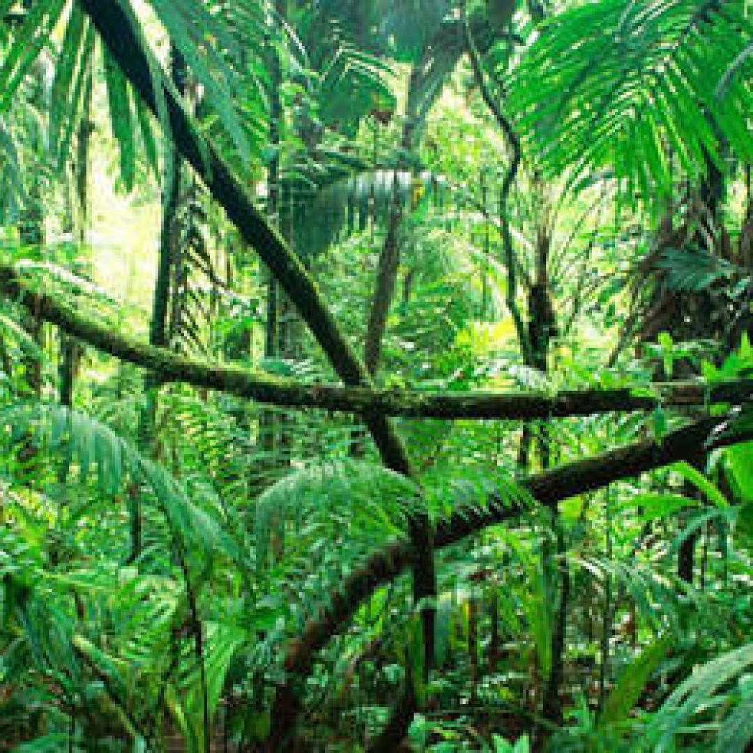 Perhutanan Sosial, Menuju Kesejahteraan Masyarakat Sekitar Hutan
