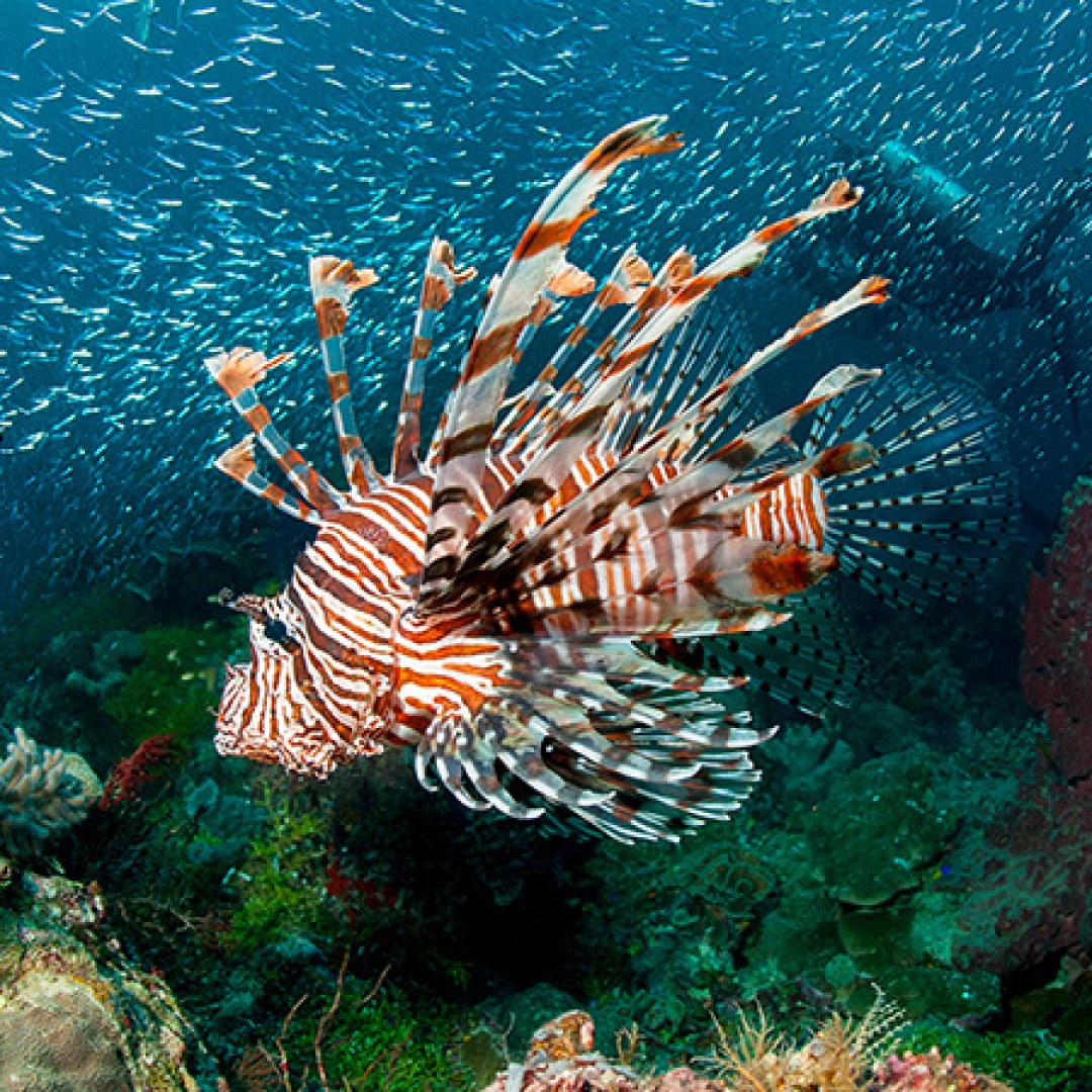 Wakatobi, Surga Bawah Laut yang Tersembunyi