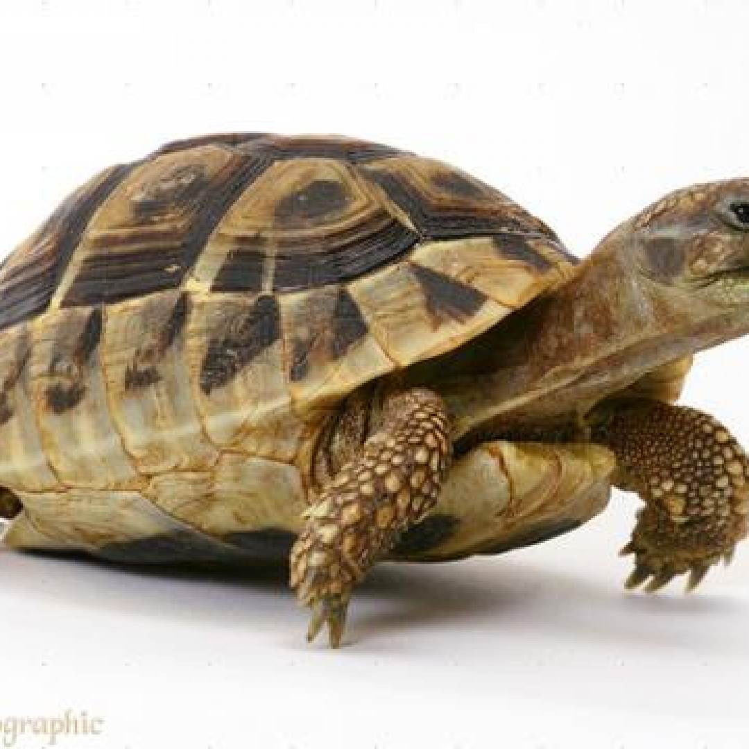 PKSR di Cilegon, Jaga dan Lindungi Kura-kura