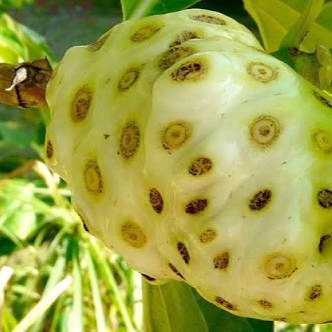 Pengendalian Hipertensi dengan Buah Mengkudu