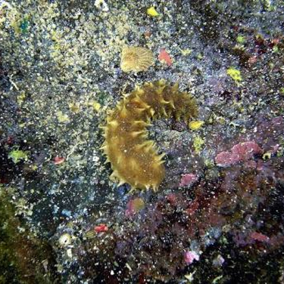 Senyawa Antituberkulosis dari Biota Laut