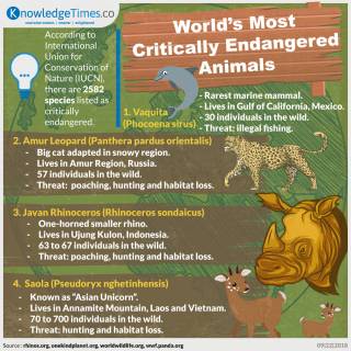 World’s Most Critically Endangered Animals