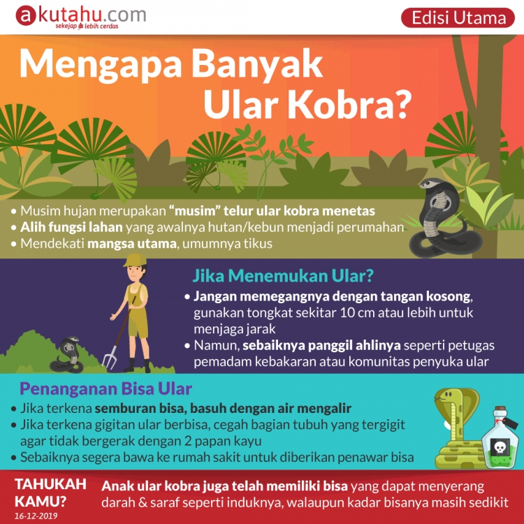 Mengapa Banyak Ular Kobra