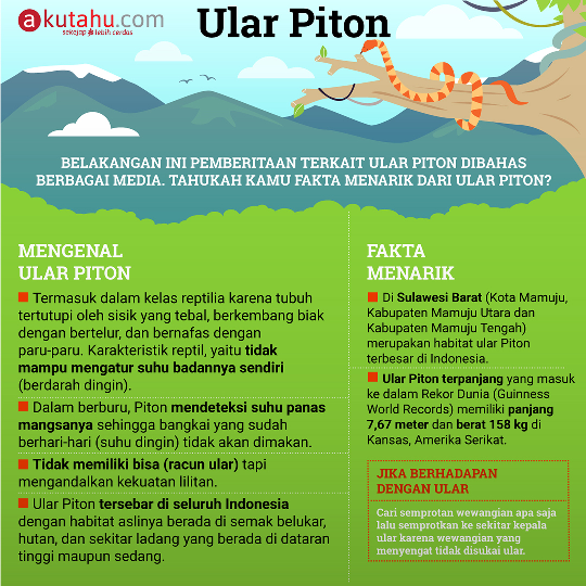 Ular Piton