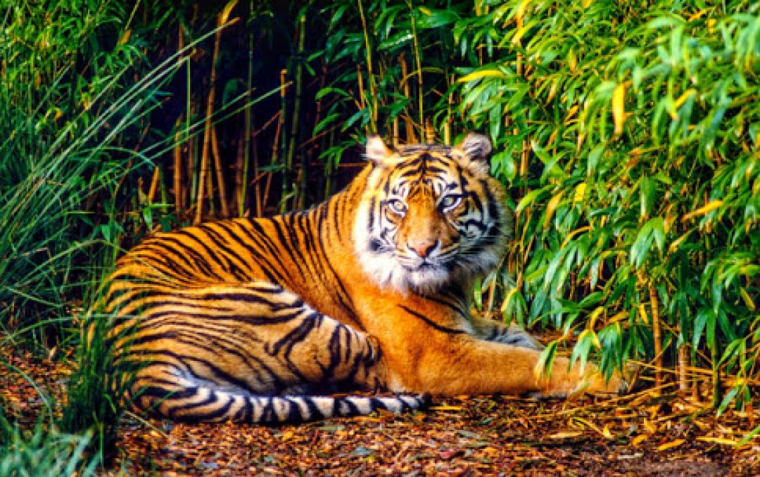 Satwa Dilindungi Menurun Drastis, WWF Minta Perdagangan Dihentikan