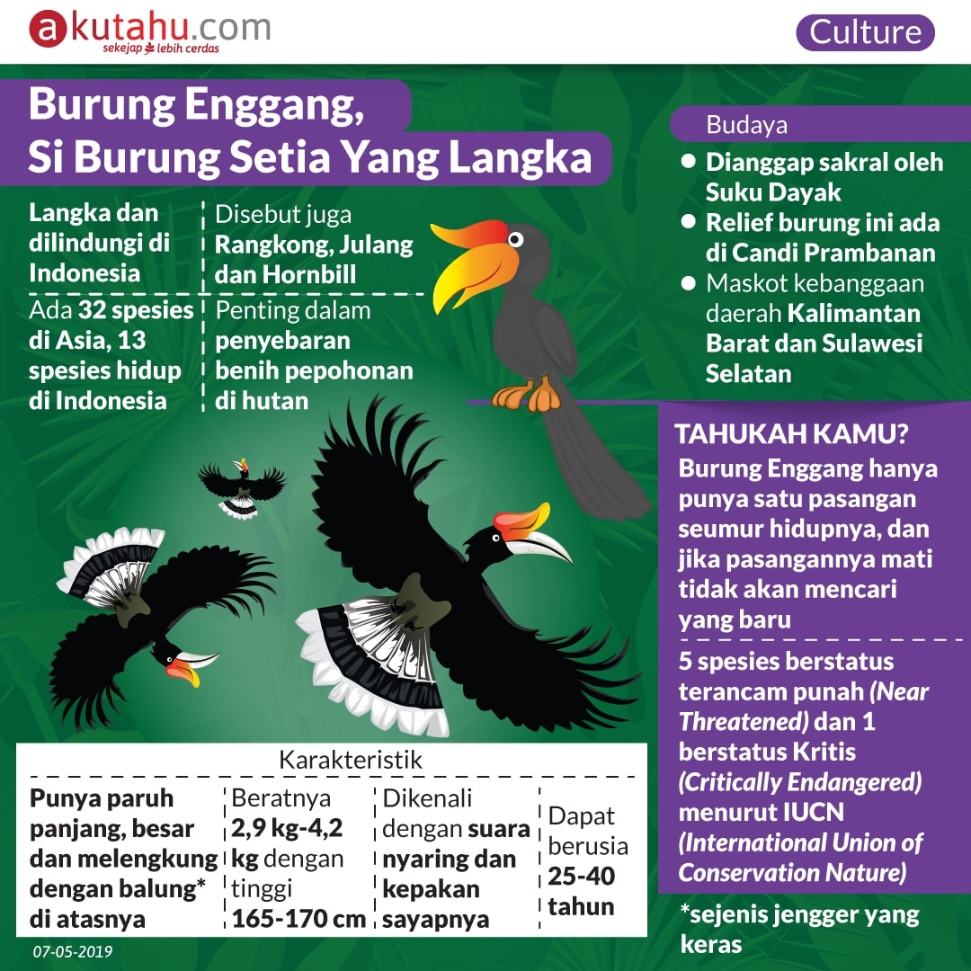 Burung Enggang, Si Burung Setia Yang Langka