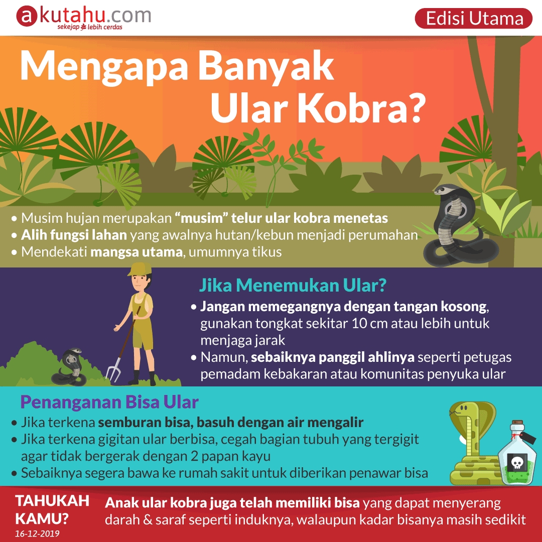 Mengapa Banyak Ular Kobra