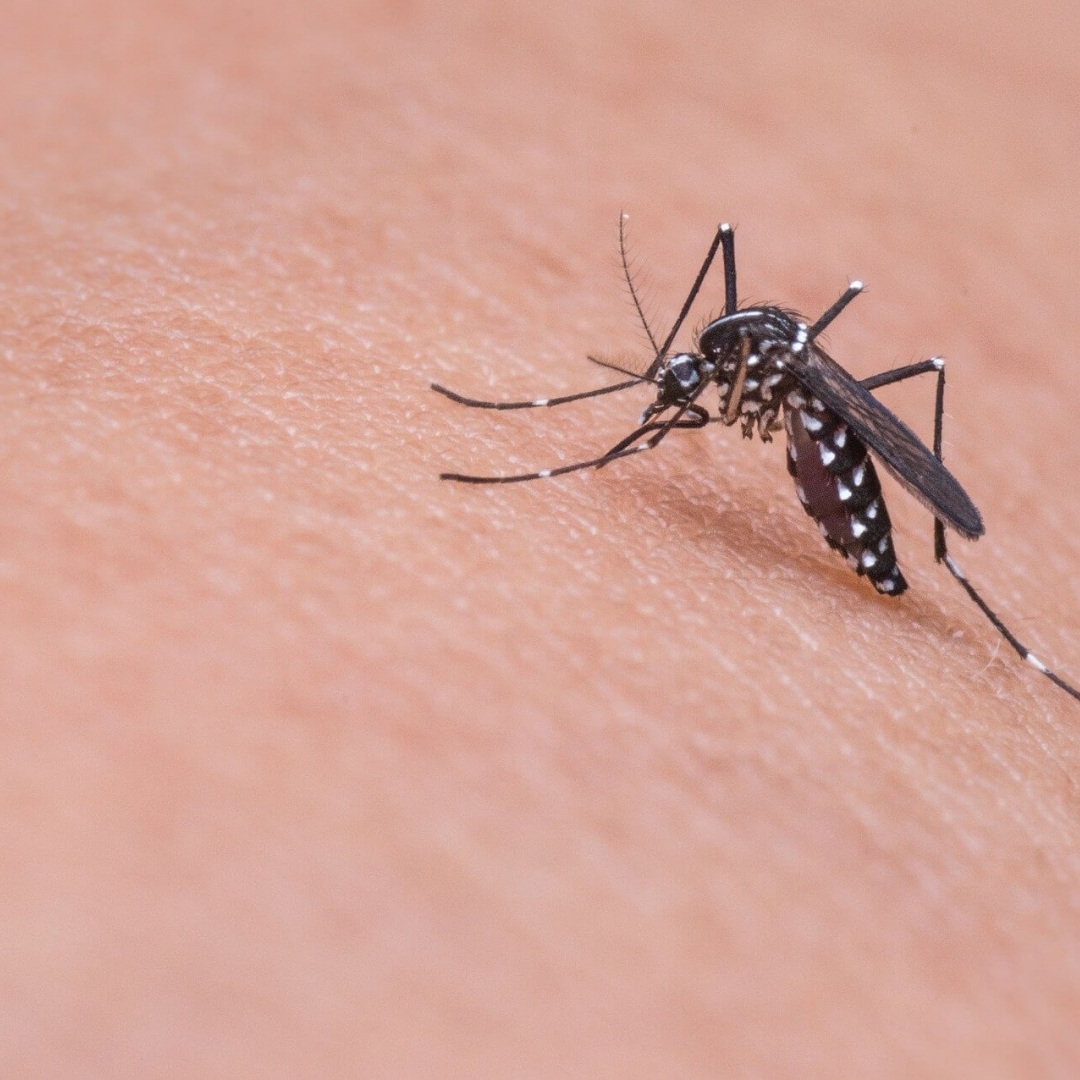 Bahaya DBD Mengintai di Tengah Pandemi Virus Corona