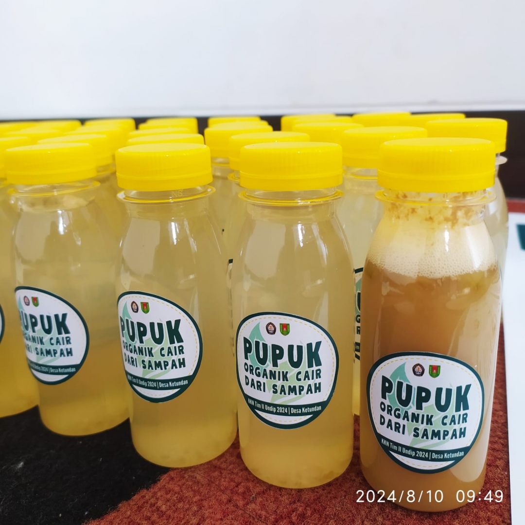 Solutif! Mahasiswa KKN Undip Olah Sampah Dapur dan Pertanian Jadi Pupuk Organik